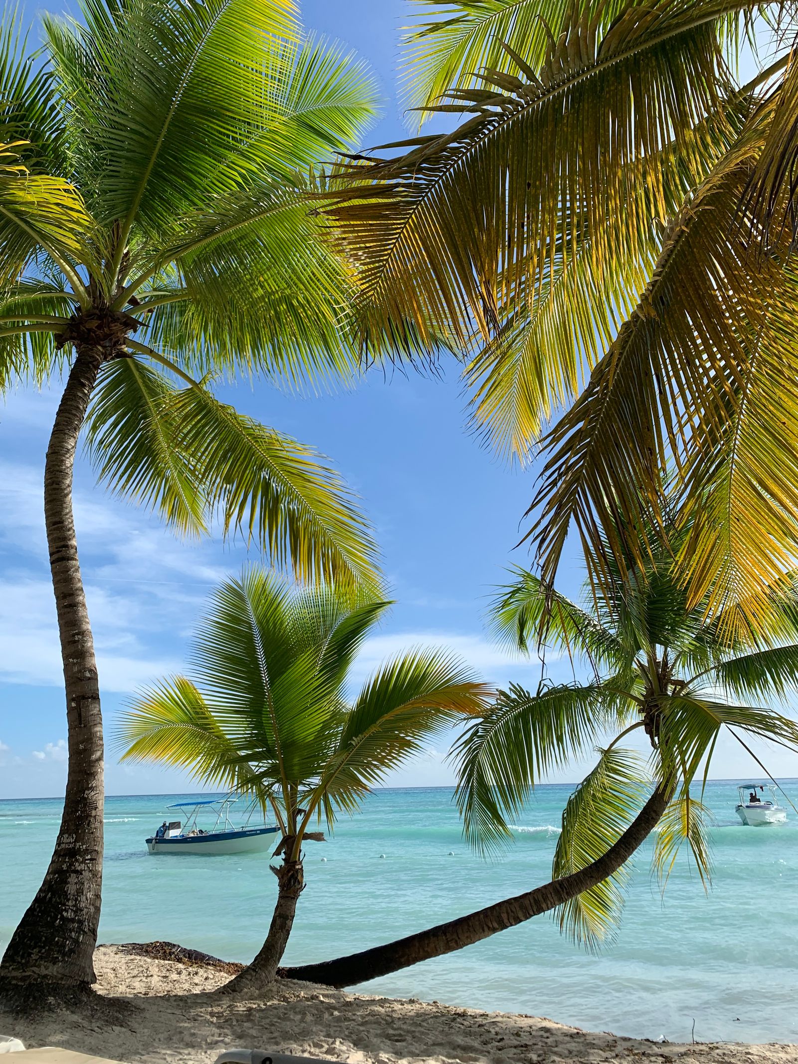 Tropical beach with palm trees, Punta Cana